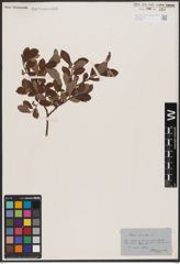 Foto von Salix aurita L.